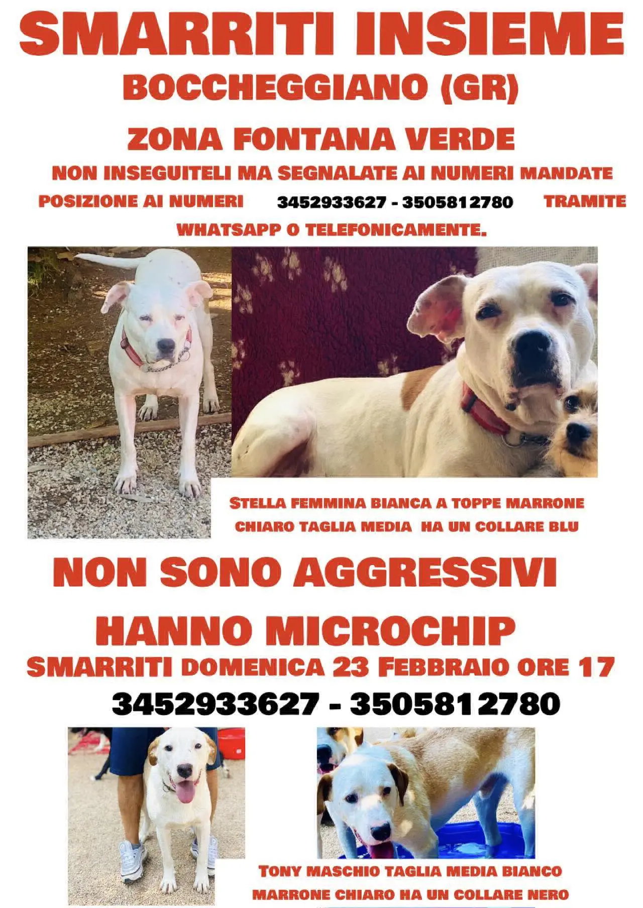 cagna lost   58026 Montieri Stella et tony