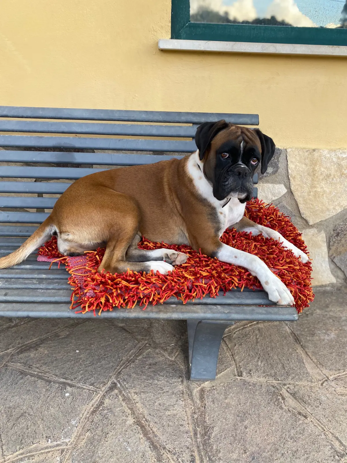 cagna lost   04100 Latina Sasha