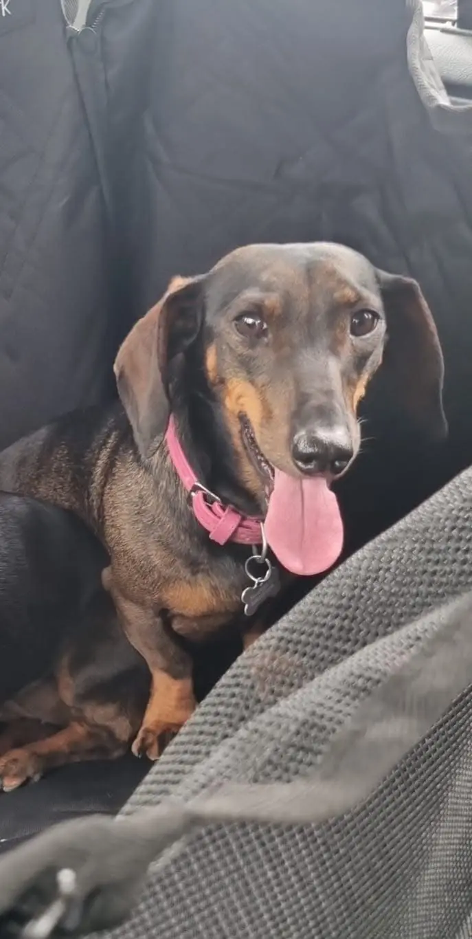 cagna lost   55049 Viareggio Miranda