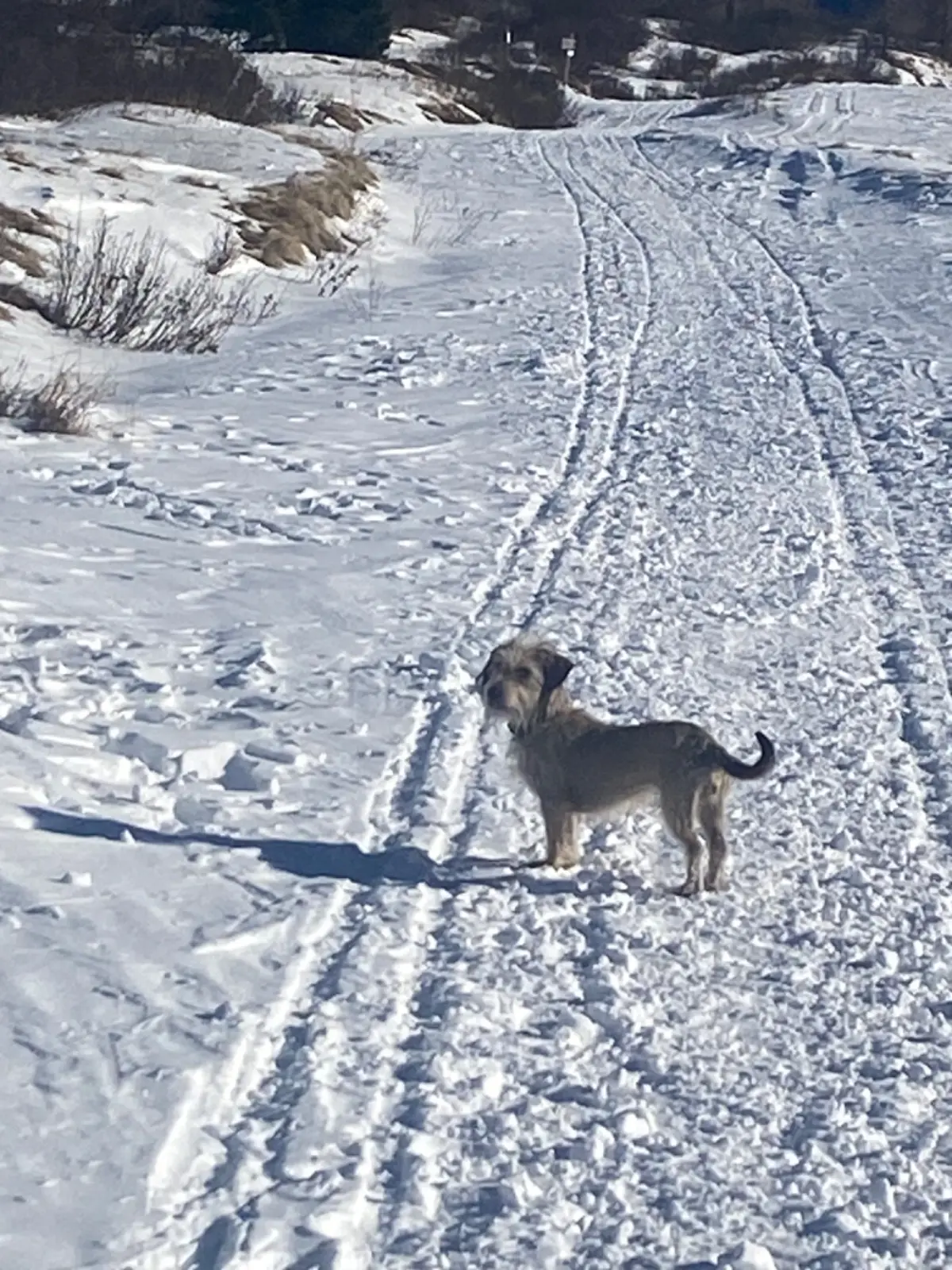 cagna lost   20851 Lissone Milla