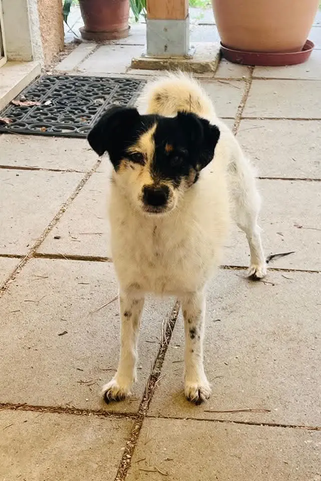 cagna lost  Strada Provinciale 256 Muccese 62024 Matelica Blonde