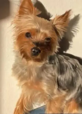 cagna lost   20057 Assago Cali