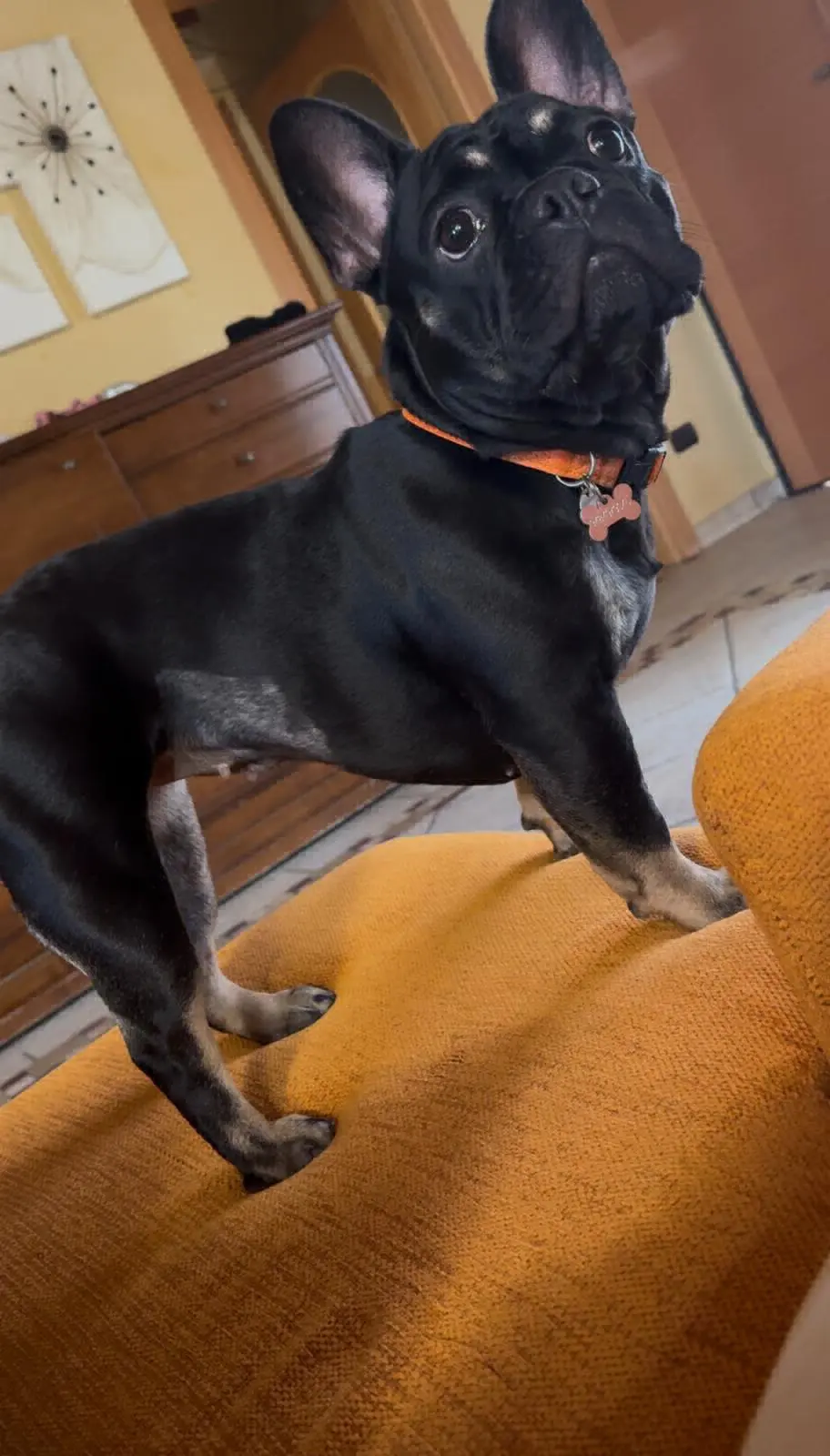 cagna lost   20400 Cambiago Olive