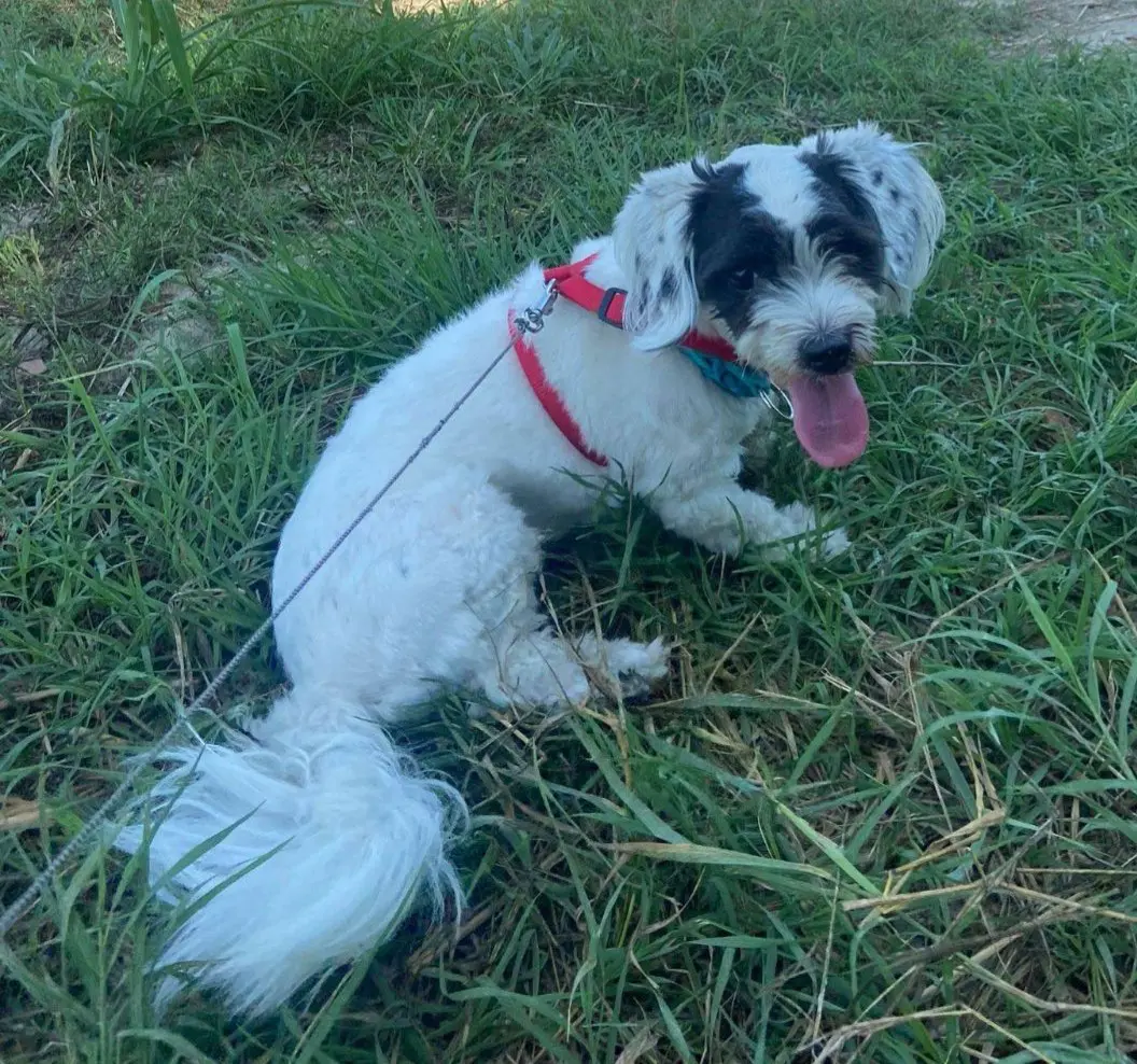 cagna lost   46040 Piubega Lola