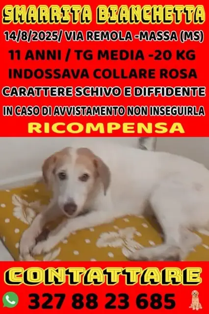 cagna lost    Massa Bianchetta