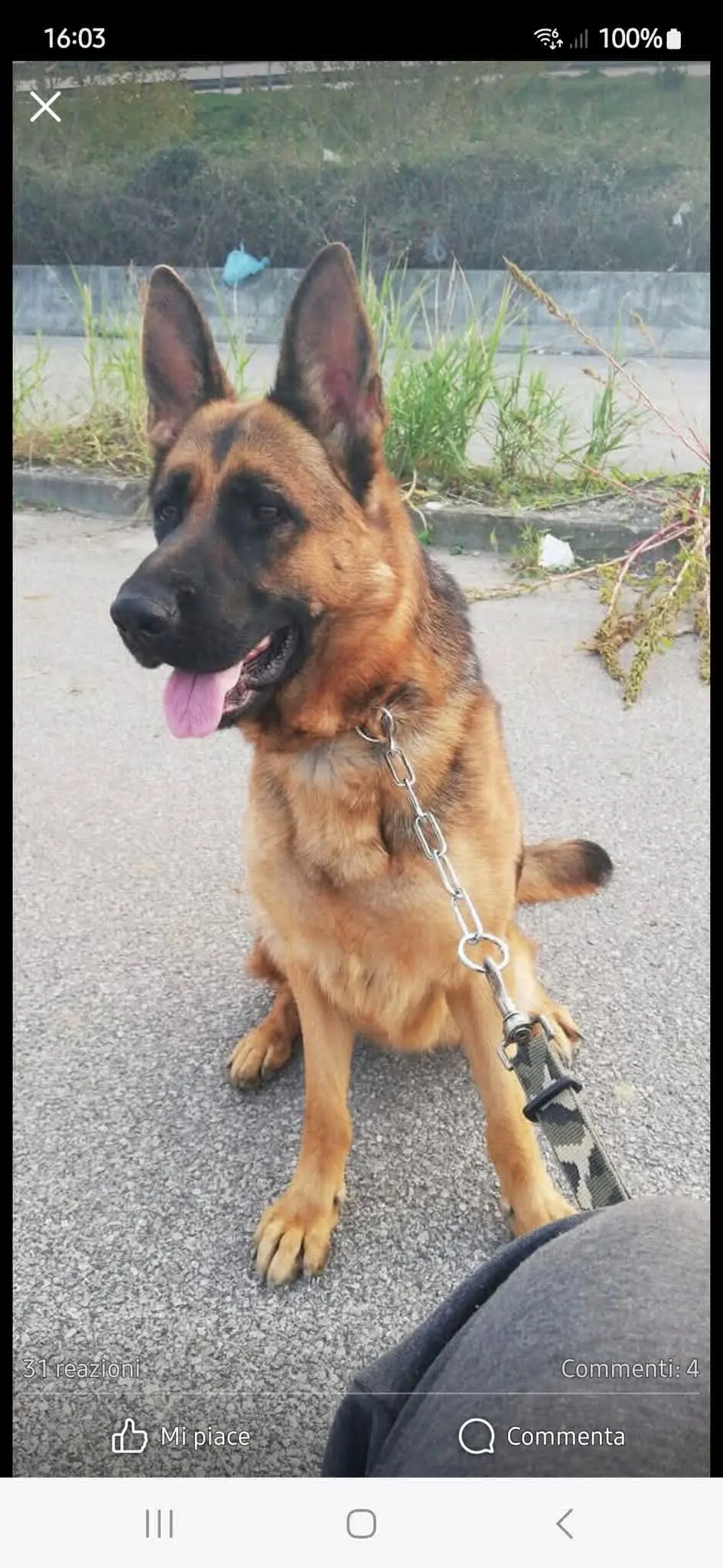 cagna lost    Striano Alana