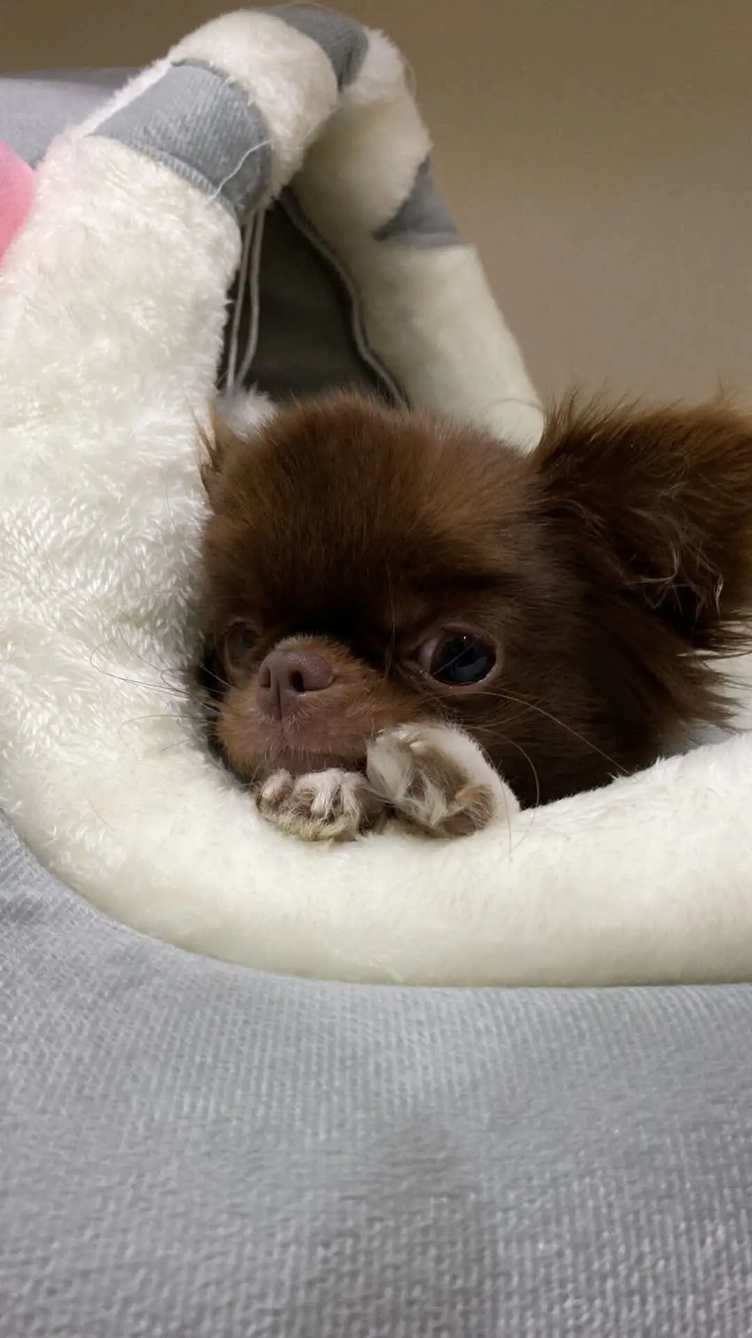 cagna lost   80047 San Giuseppe Vesuviano Diva