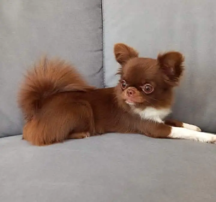 cagna lost   80047 San Giuseppe Vesuviano Diva