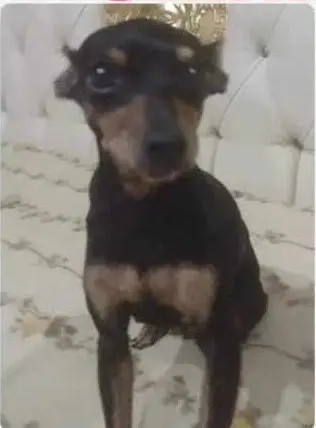 cagna lost    Acerra Maia