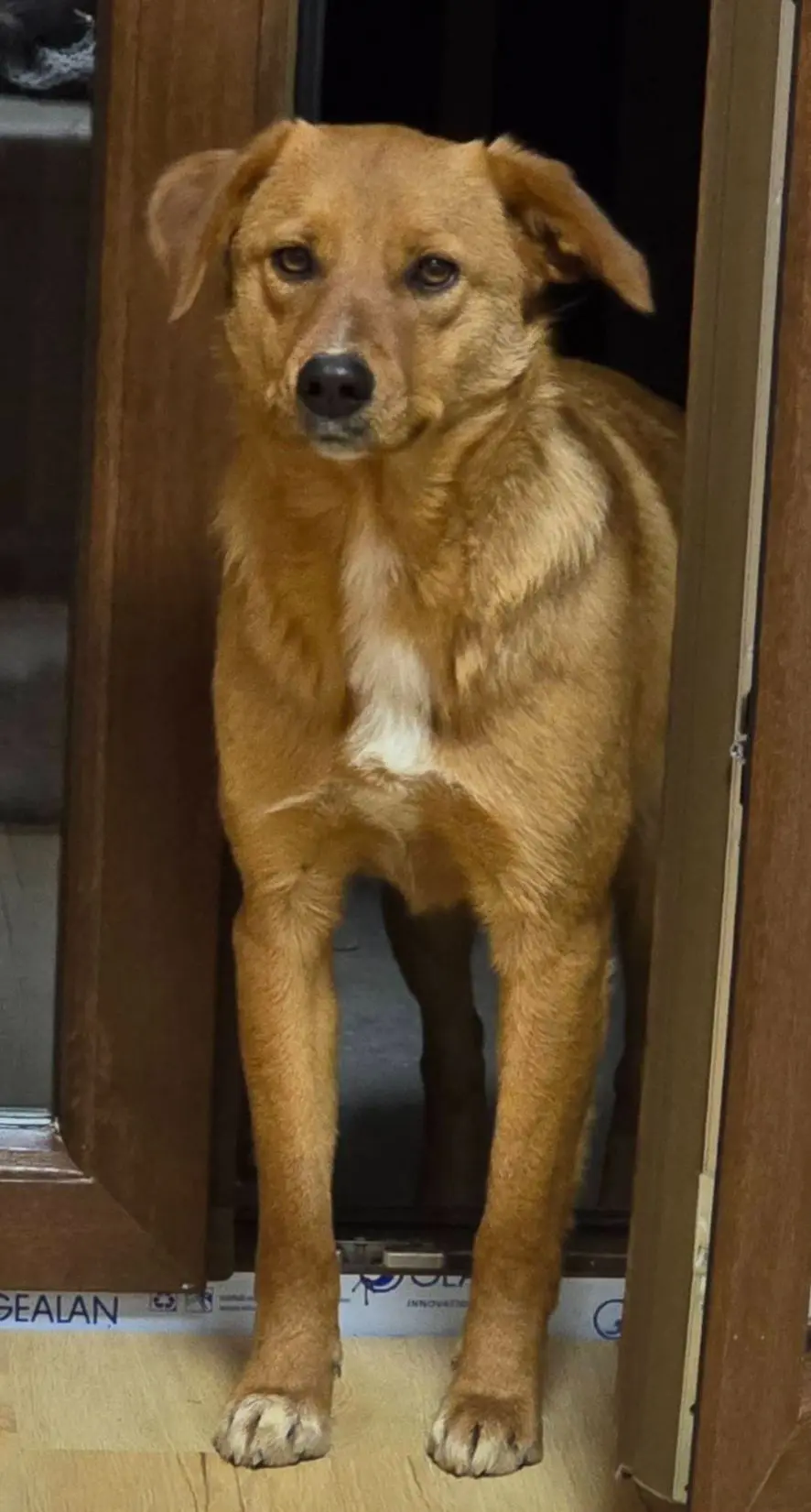 cagna lost    Naples Beti