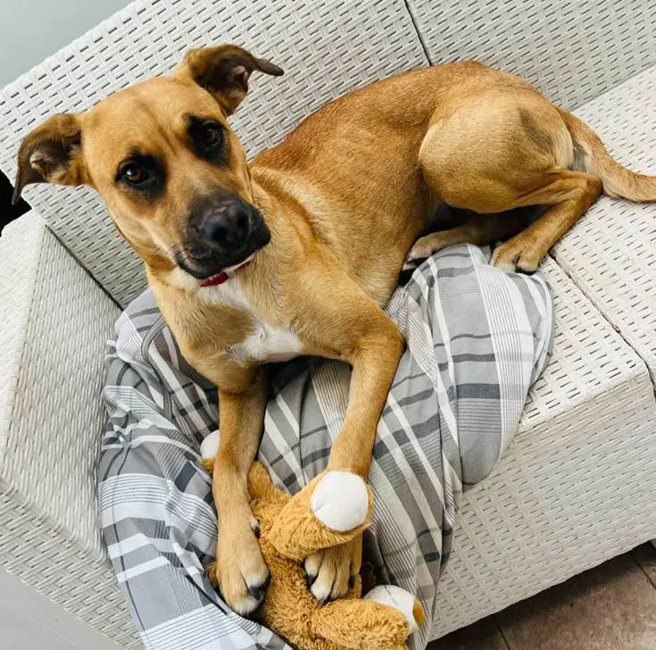 cagna lost    Naples Fenny