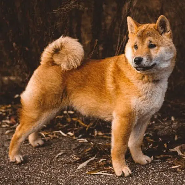 cagna lost   80044 Ottaviano Shiba