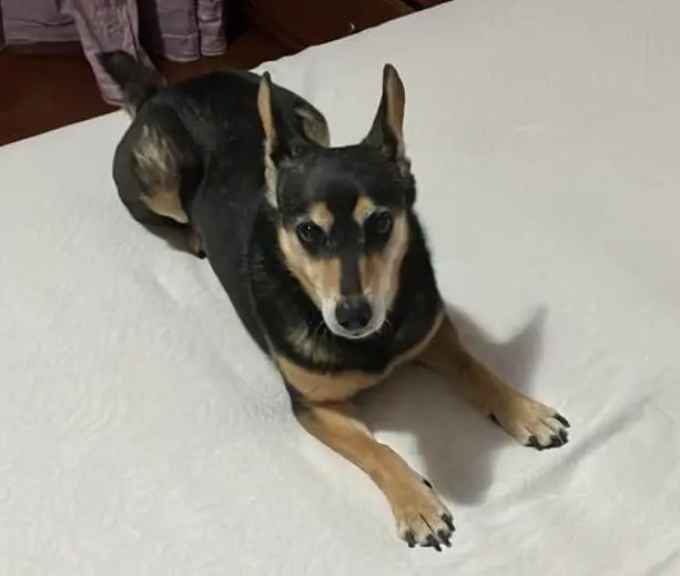 cagna lost   80031 Castello di Cisterna Shiva