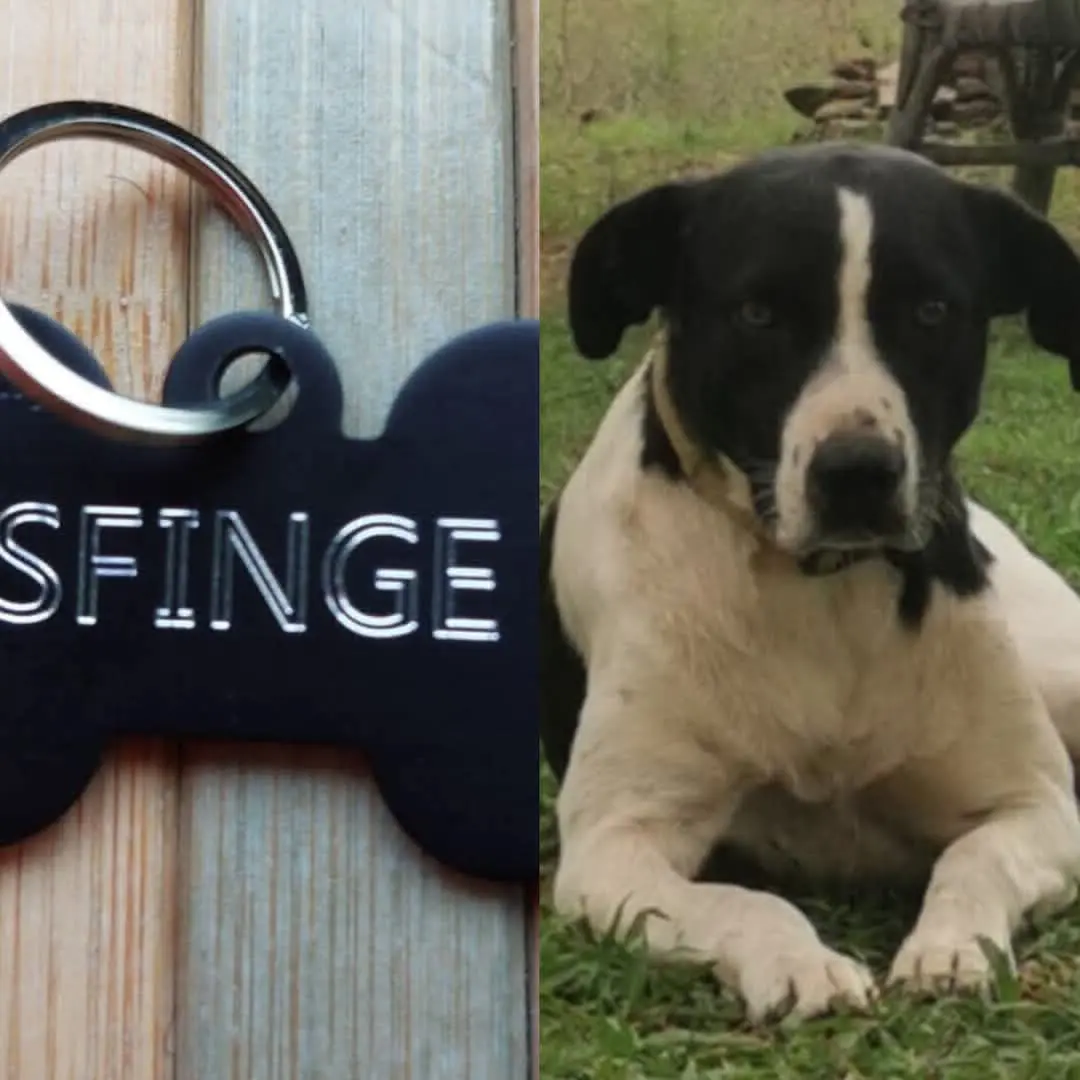 cagna lost   08029 Thiniscole/Siniscola Sfinge