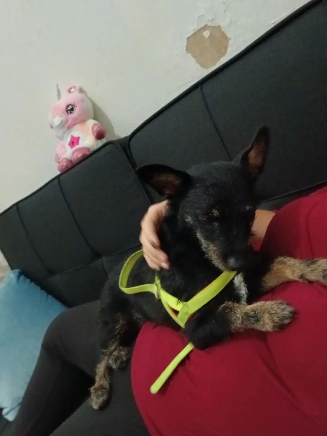 cagna lost    Palerme Ketty