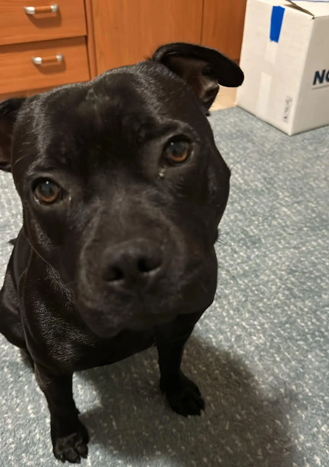 cagna lost   35040 Vescovana Buba