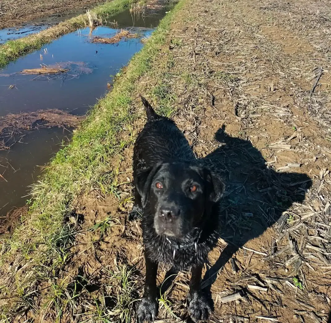 cagna lost   35037  Elisabeth