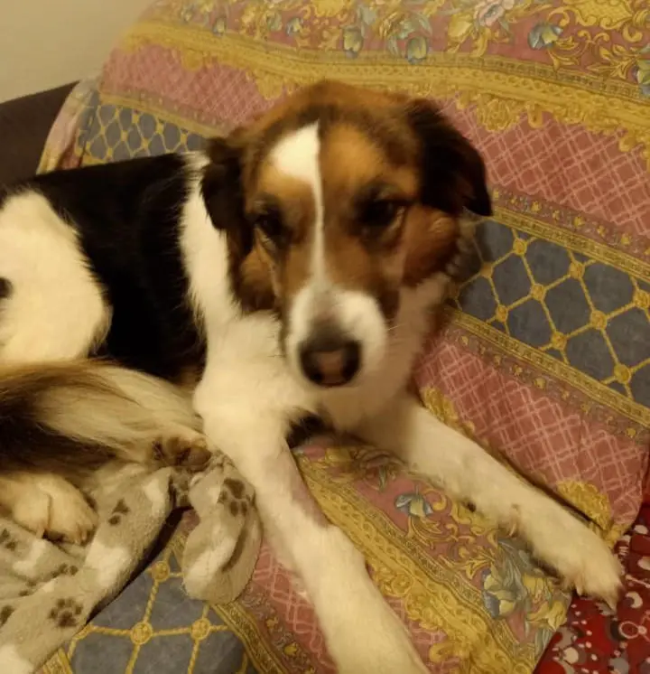 cagna lost   35121-35143 Padoue Coco