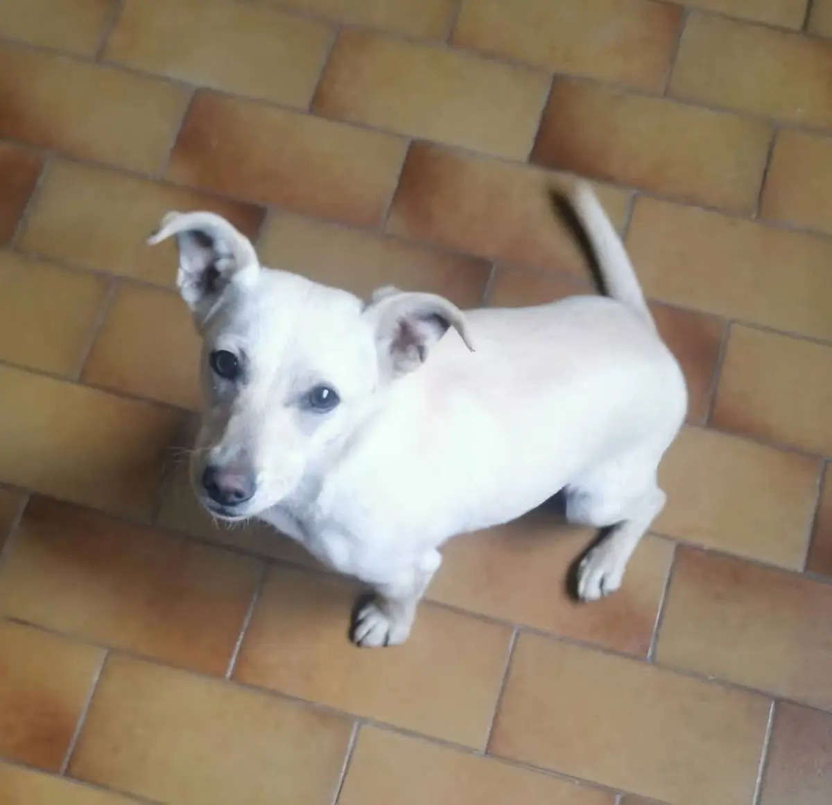 cagna lost   35121-35143 Padova Lucky