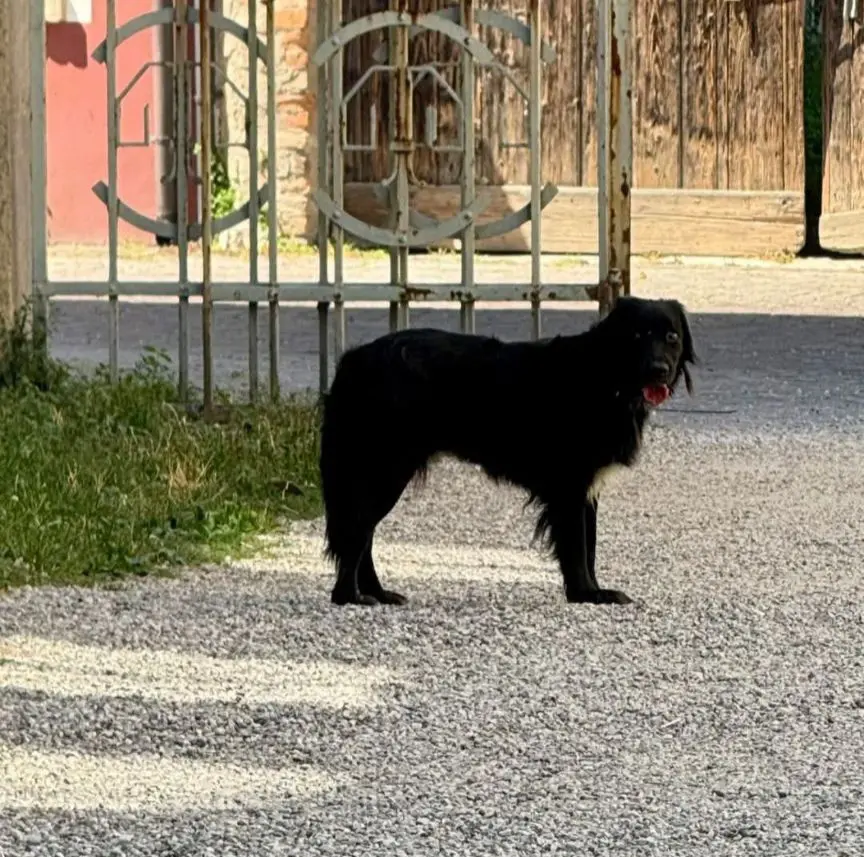 cagna lost   35042 Este Simba