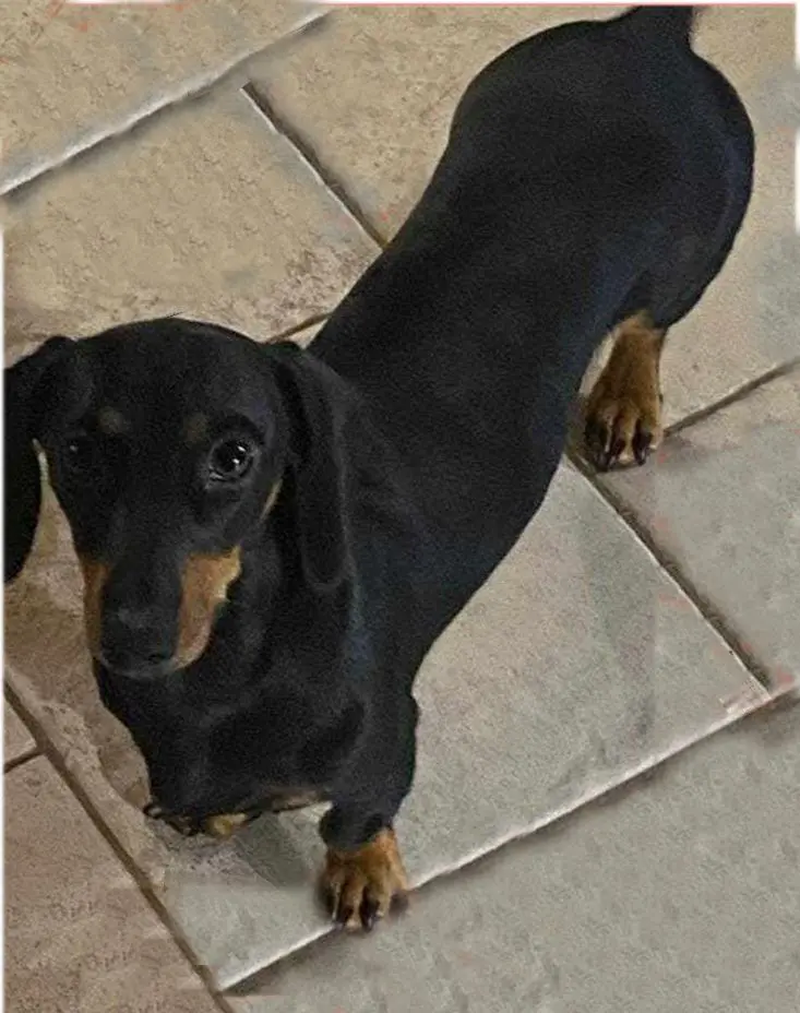 cagna lost   06063 Magione Amelya