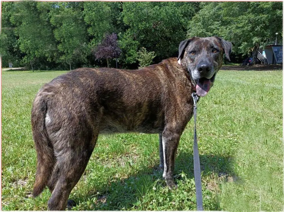 cagna lost    Pérouse Alma