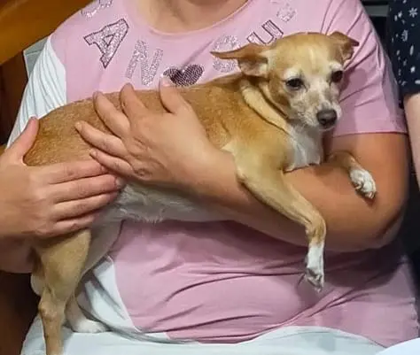 cagna lost    Pérouse Daisy