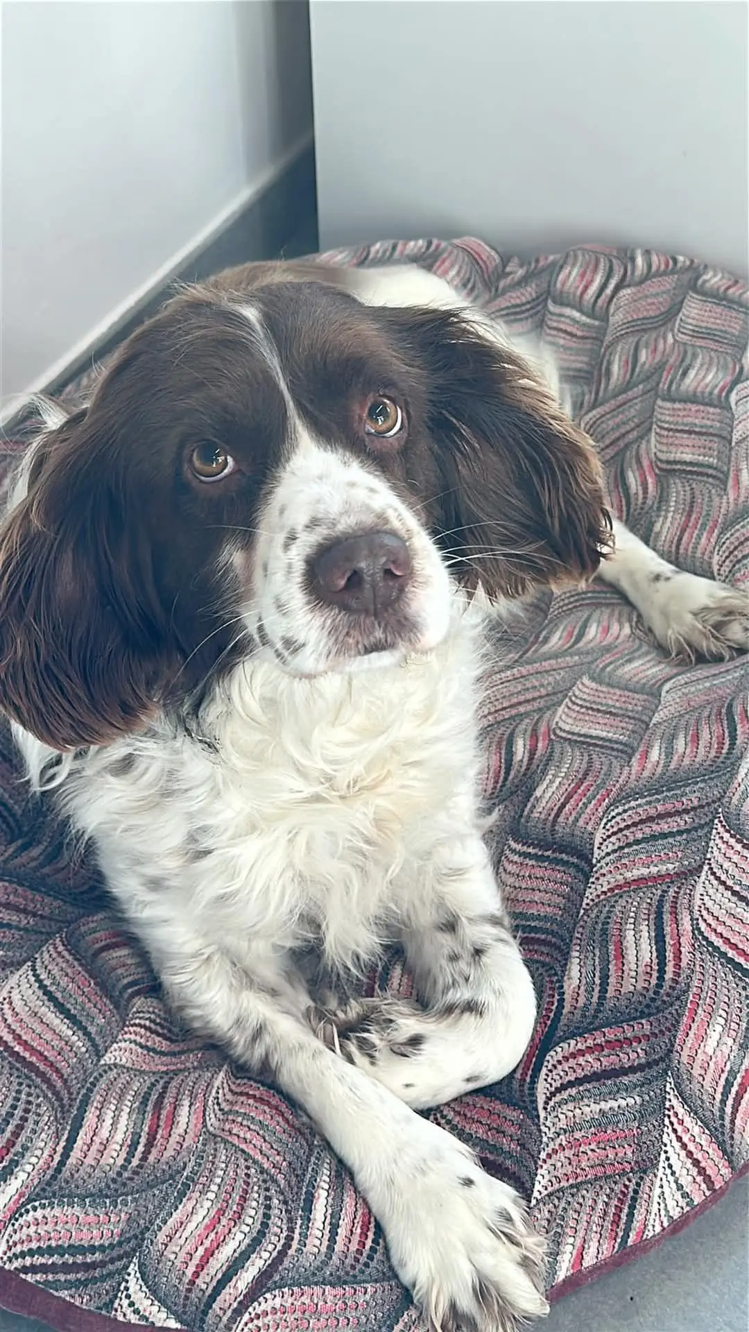 cagna lost    Pérouse Lady