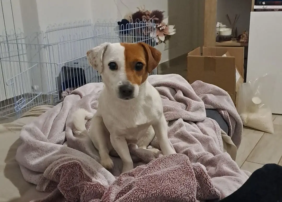 cagna lost    Pérouse Paprika