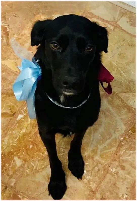 cagna lost    Pérouse Petra