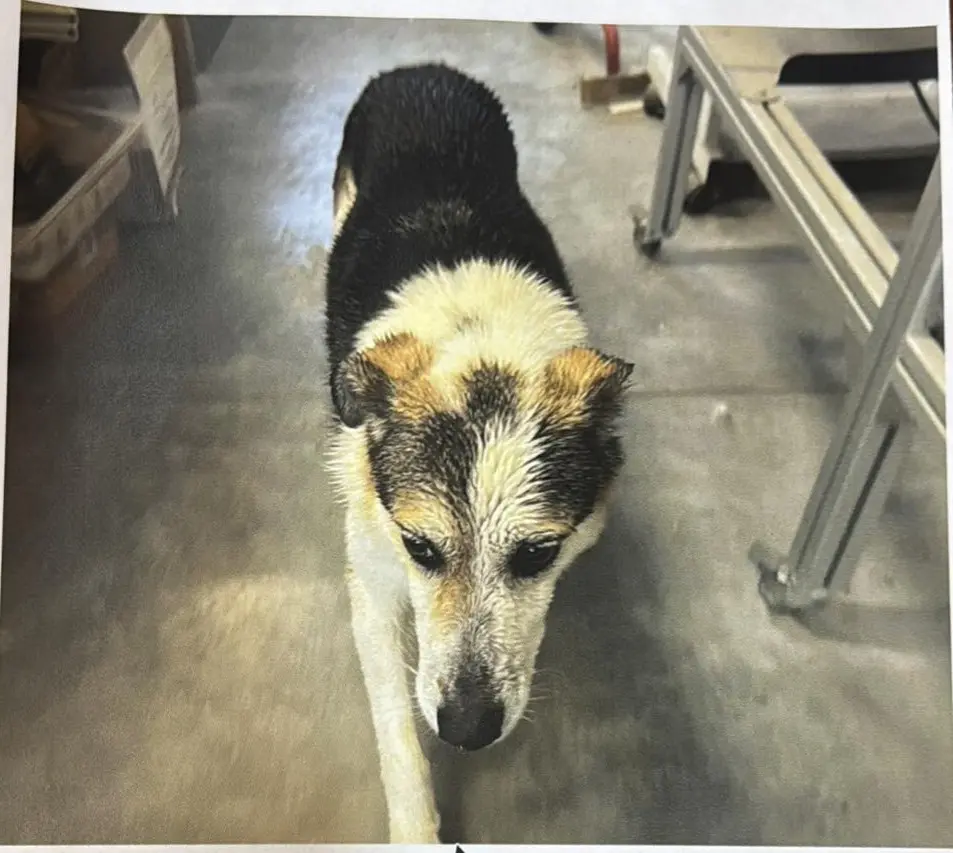 cagna lost   06019 Umbertide Sofia