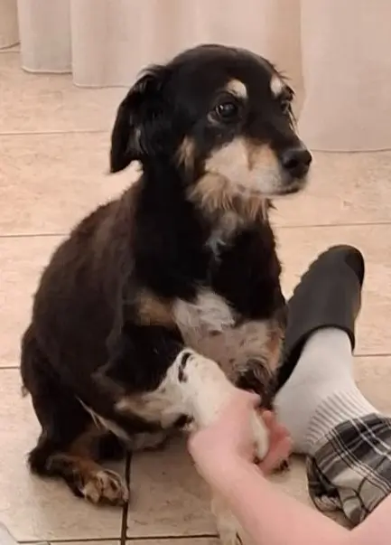 cagna lost   33082 Azzano Decimo Briciola