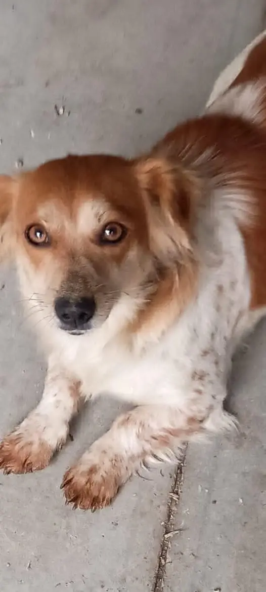 cagna lost   33170 Pordenone / Pordenon Sheila