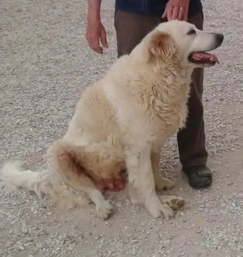 cagna lost  Via Marche 61038 Orciano di Pesaro Bianca