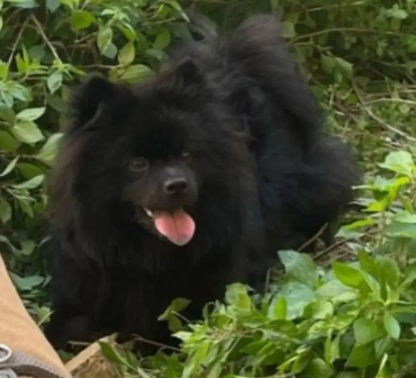 cagna lost   27045 Casteggio Bella