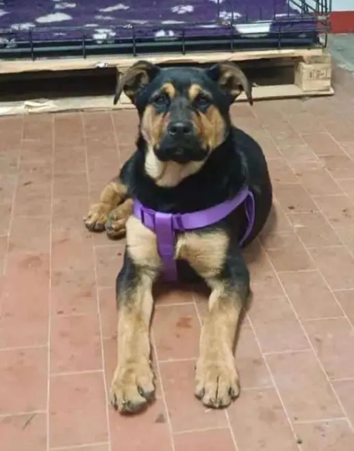 cagna lost   27029 Vigevano Ally