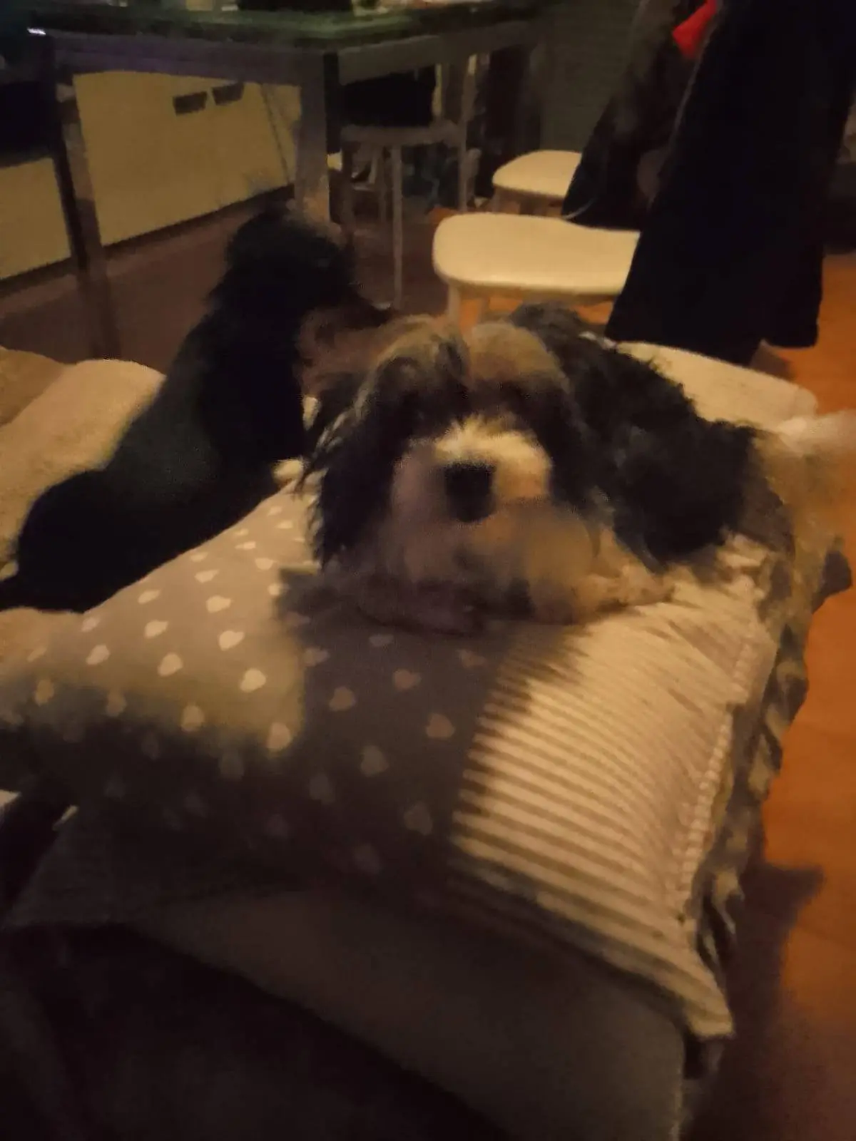 cagna lost    Sant'Angelo Lomellina Bella