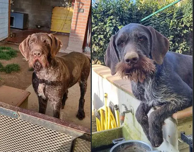 cagna lost   27039 Sannazzaro de' Burgondi Janka e petra