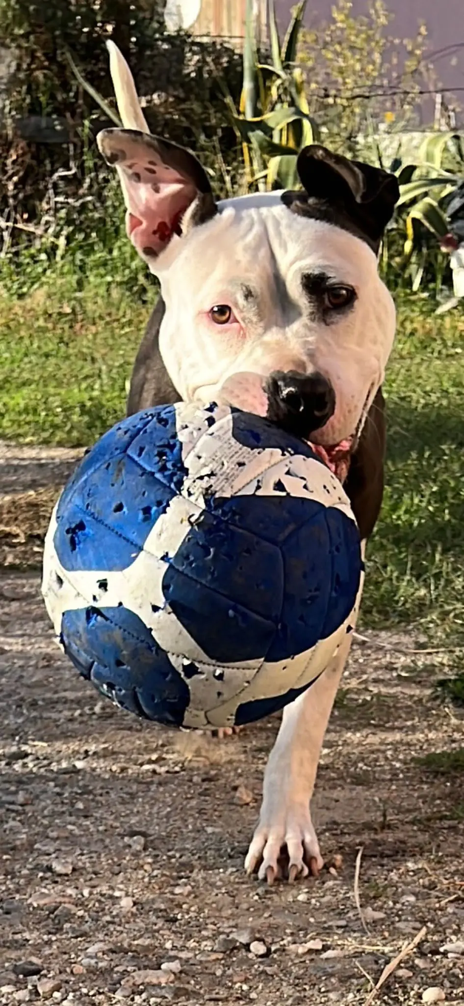 cagna lost    Reggio de Calabre Cloe