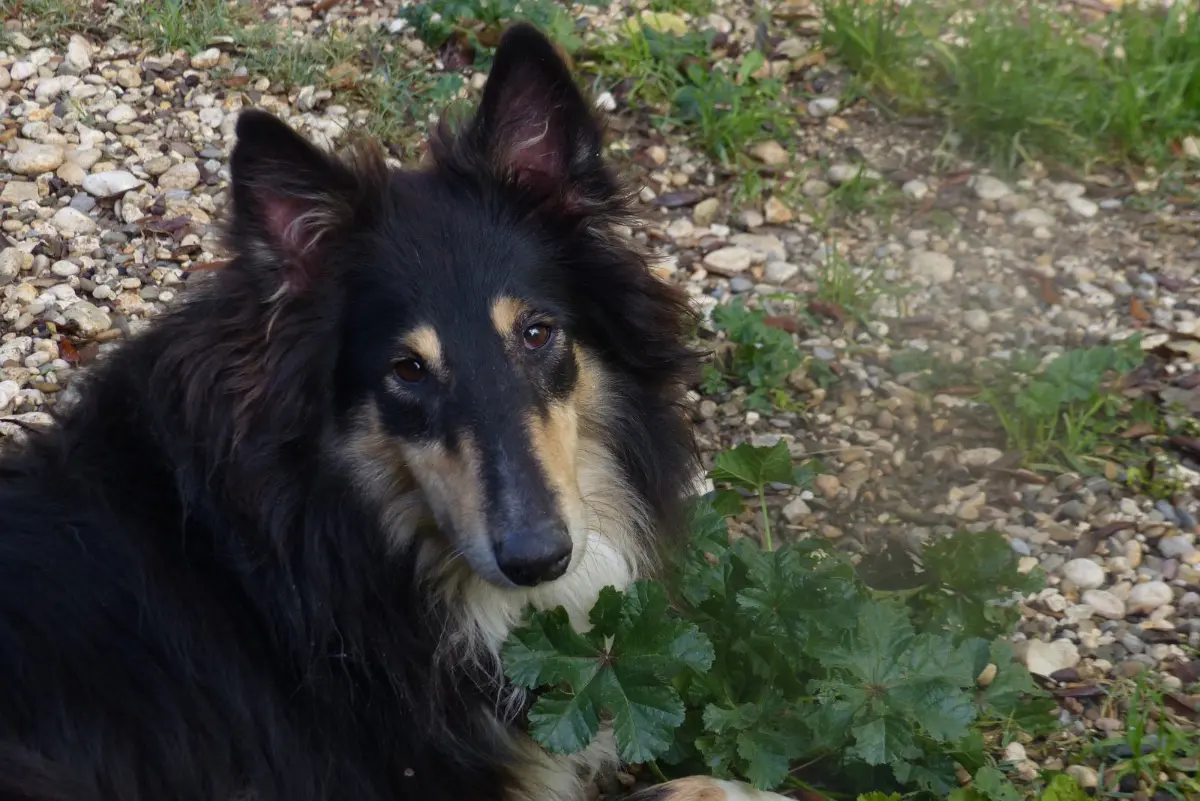 cagna lost    Torri in Sabina Mia