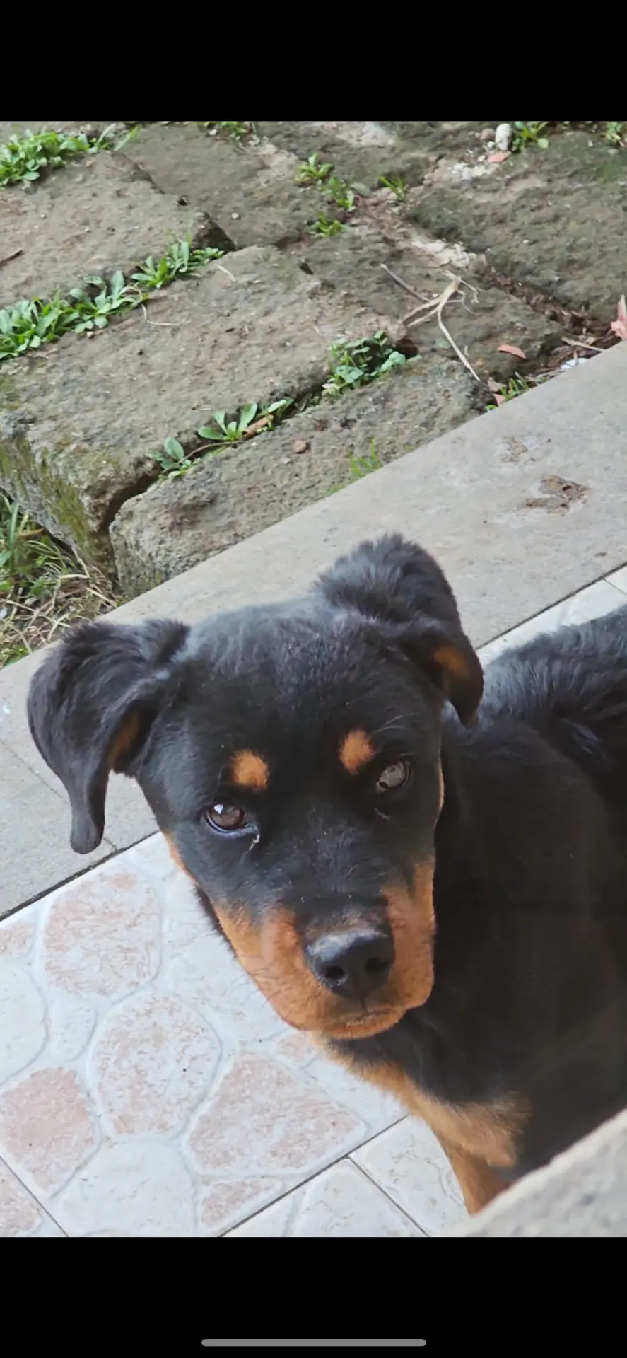 cagna lost   00061 Anguillara Sabazia Briciola