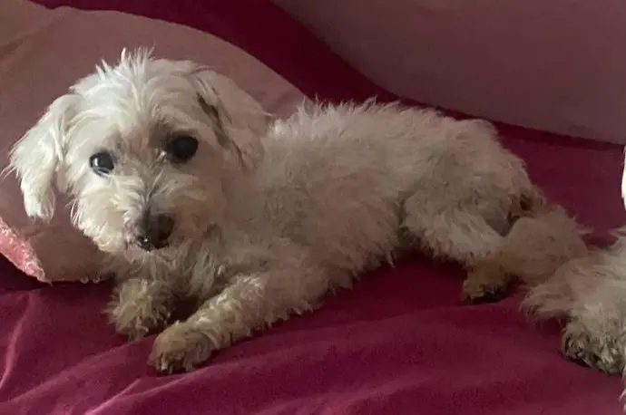 cagna lost    Rome Jasmine