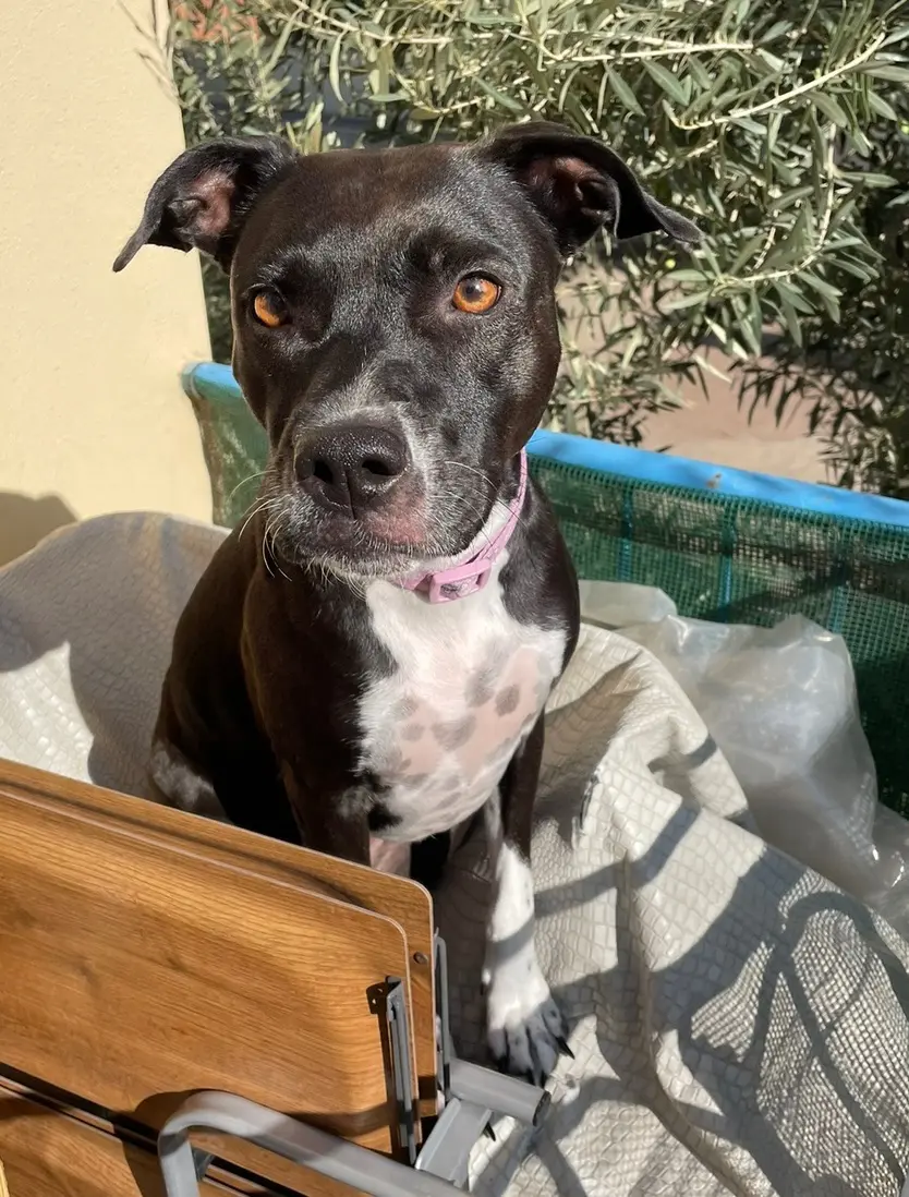 cagna lost    Rome Kira