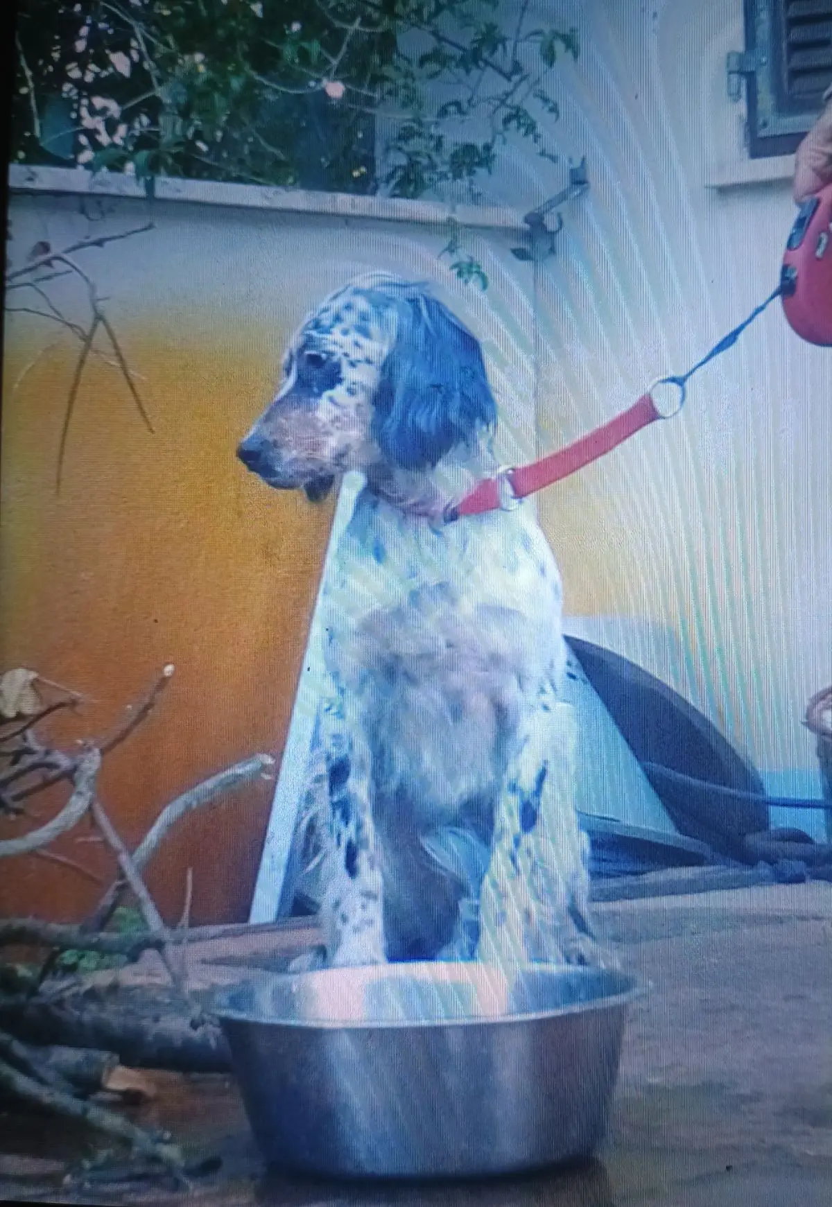 cagna lost    Rome Laika