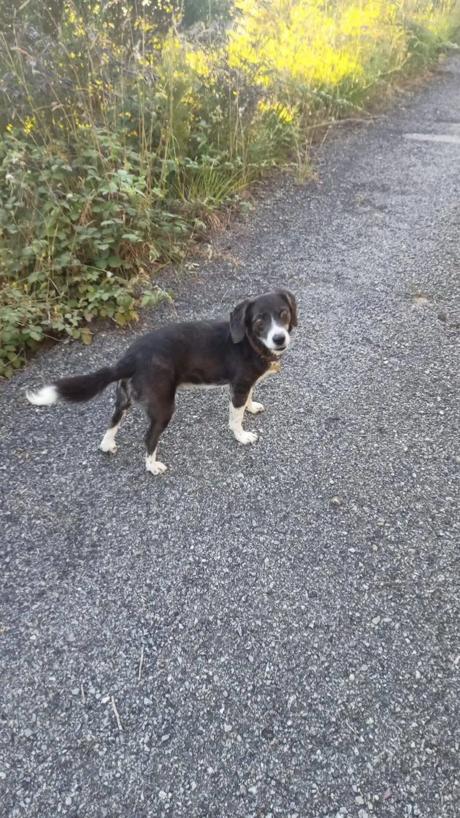 cagna lost    Varese Ligure Candy