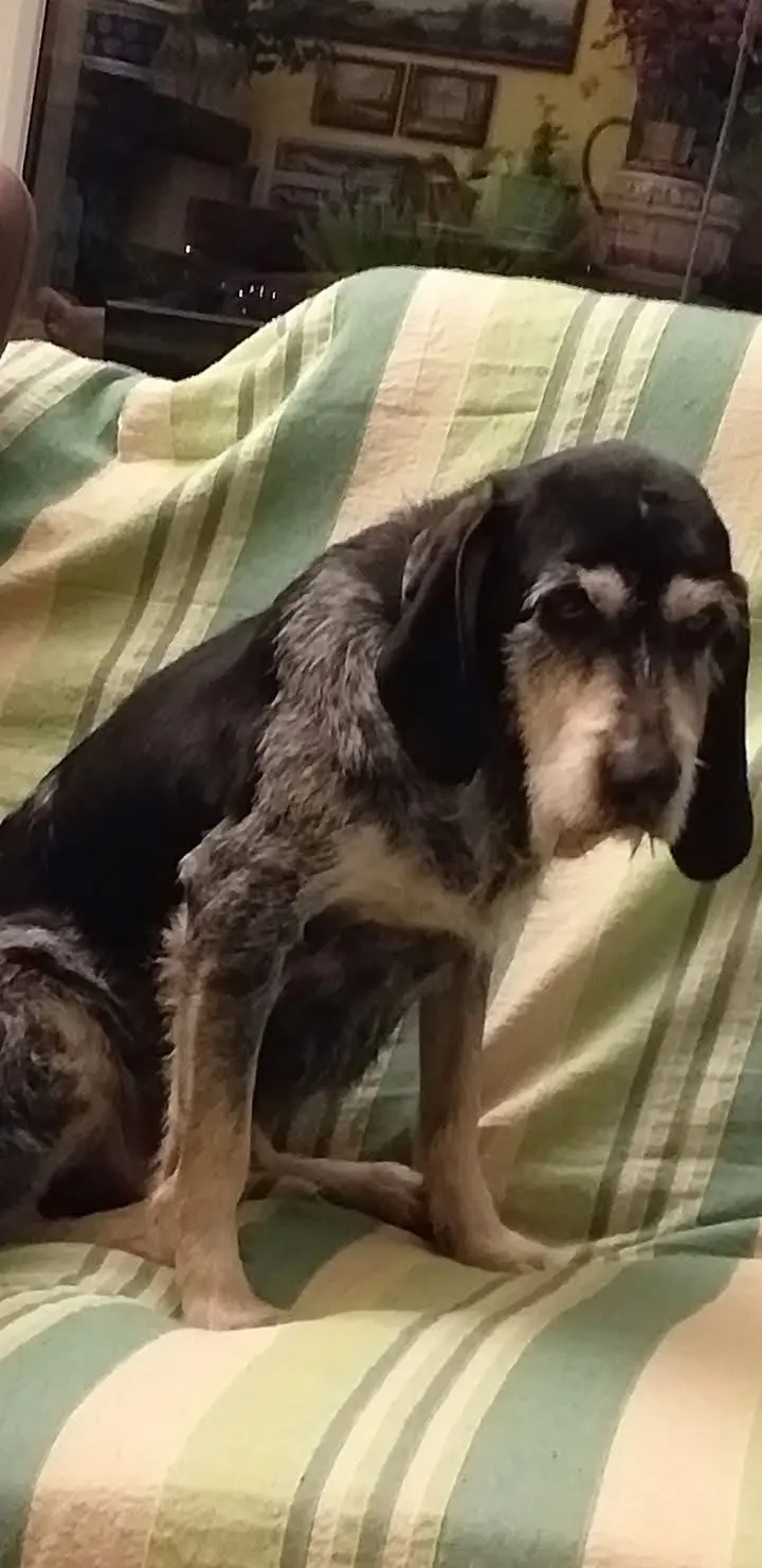 cagna lost    La Spezia Azzura