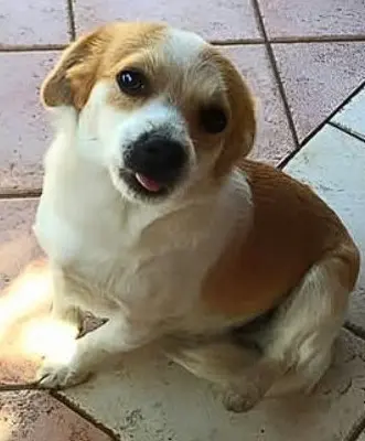 cagna lost   96026 Portopalo di Capo Passero Akira