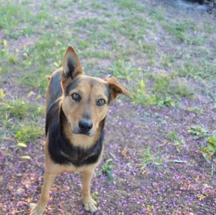 cagna lost   96014 Floridia Rosa