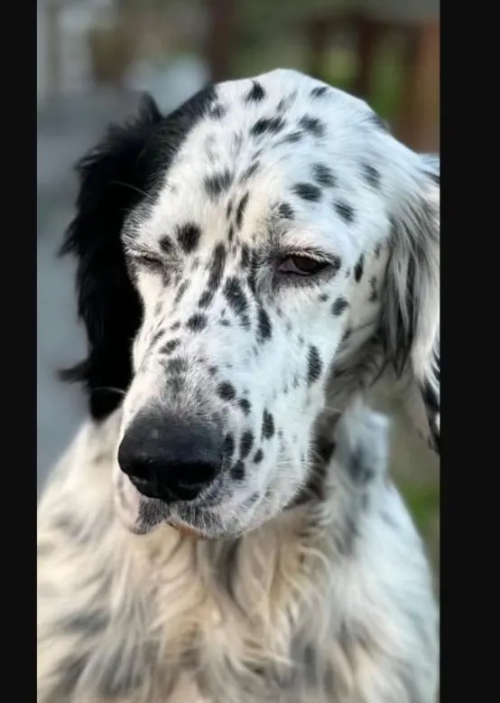 cagna lost  Gallo 07028 Porto Quadro Mira