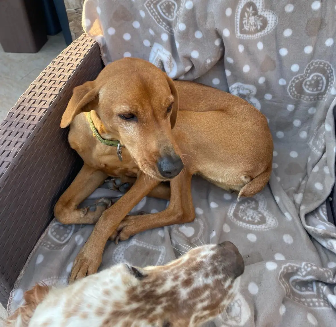 cagna lost    Alghero Altea